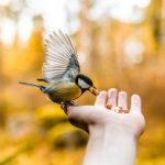 photo of brown and black bird on person palm eating a food