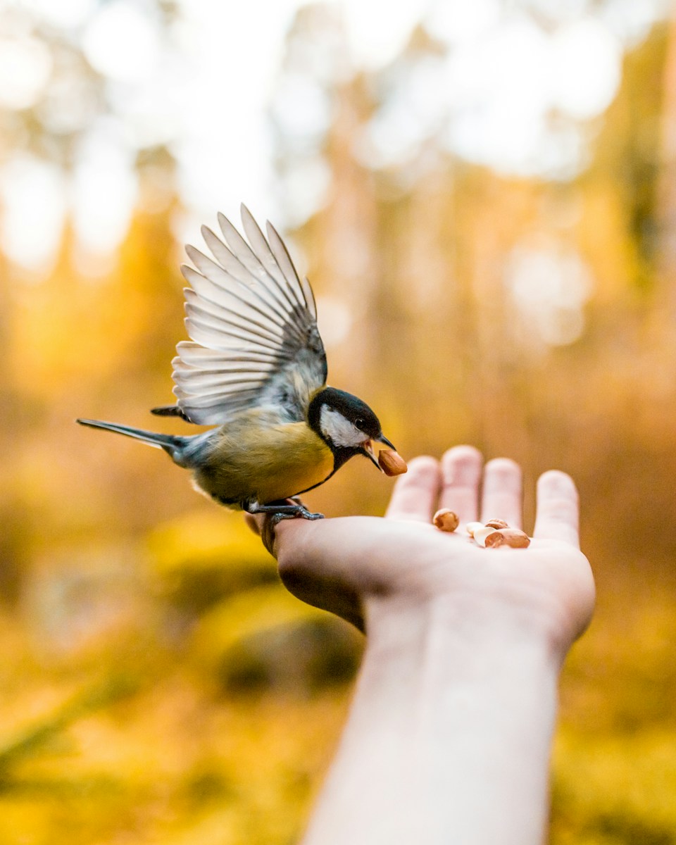 A Bird in Hand: Crafting Impactful Accomplishment Statements